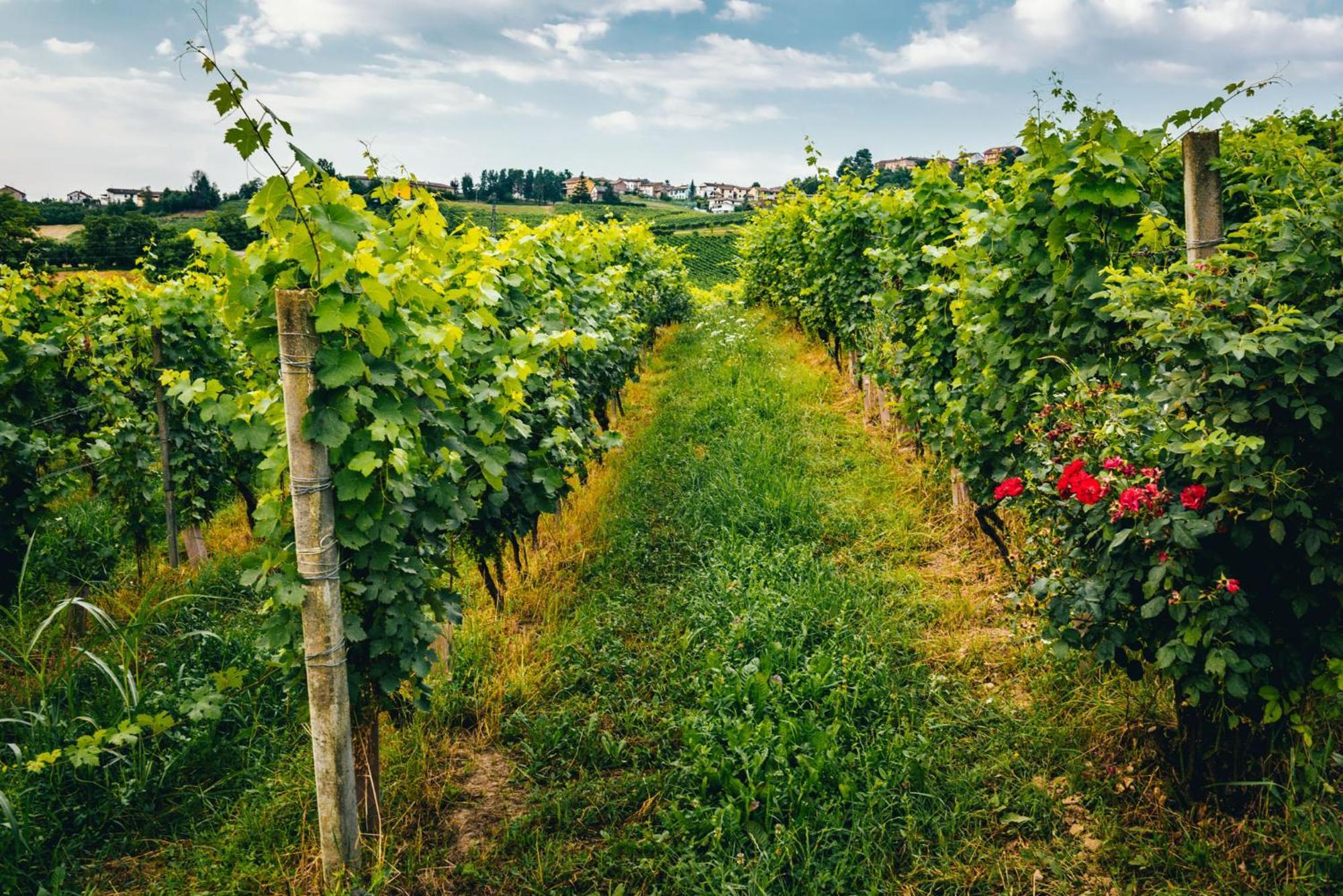 Agriturismo Dacapo Agliano Terme Esterno foto
