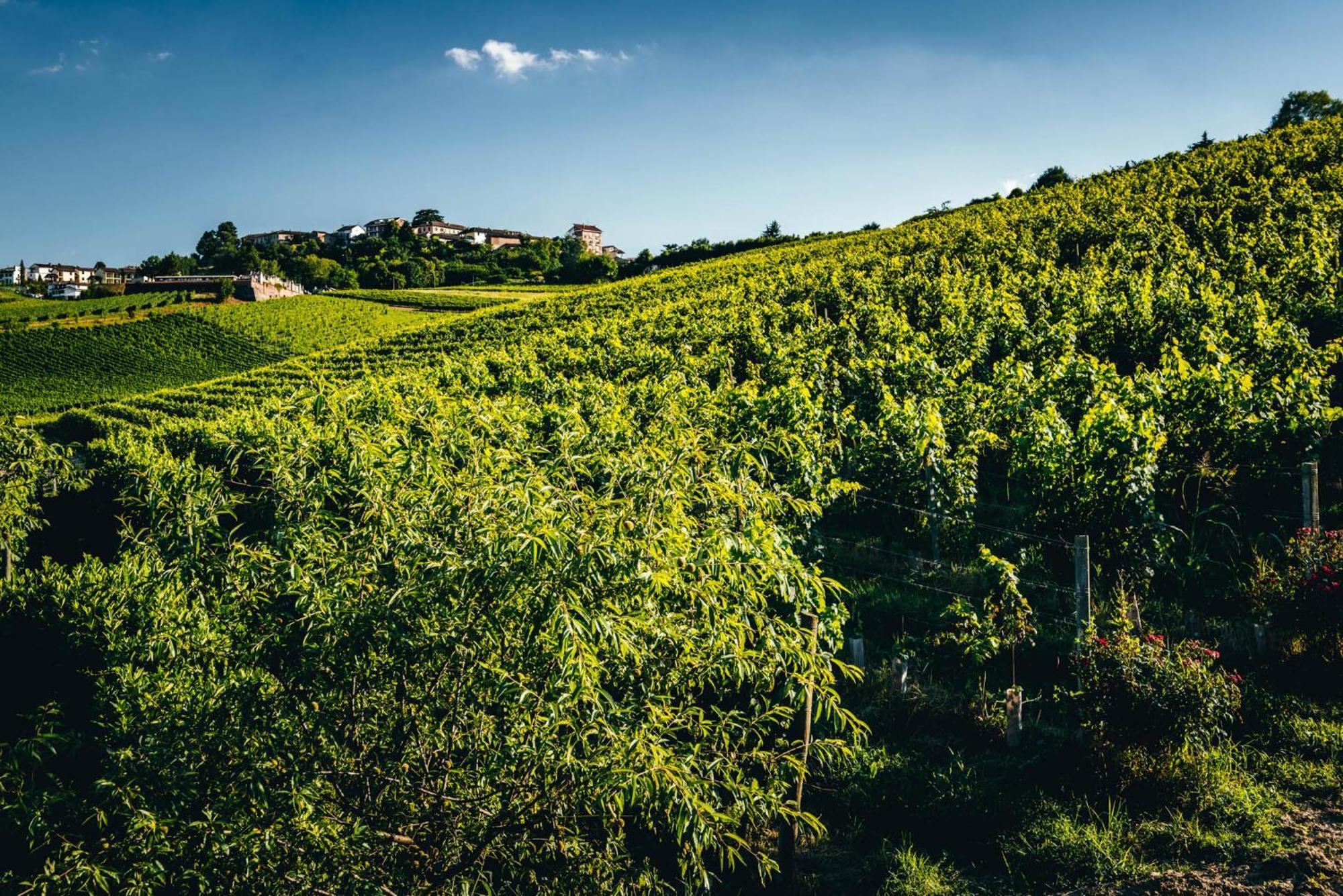Agriturismo Dacapo Agliano Terme Esterno foto
